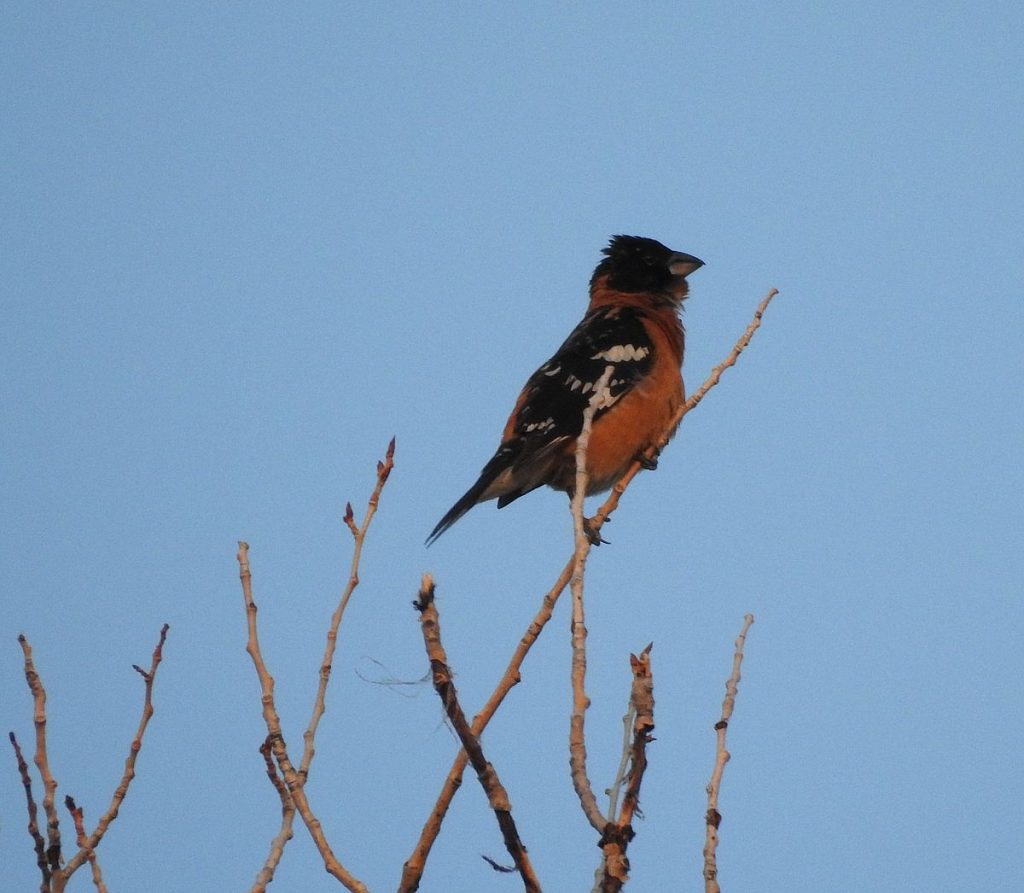 The black-headed grosbeak.