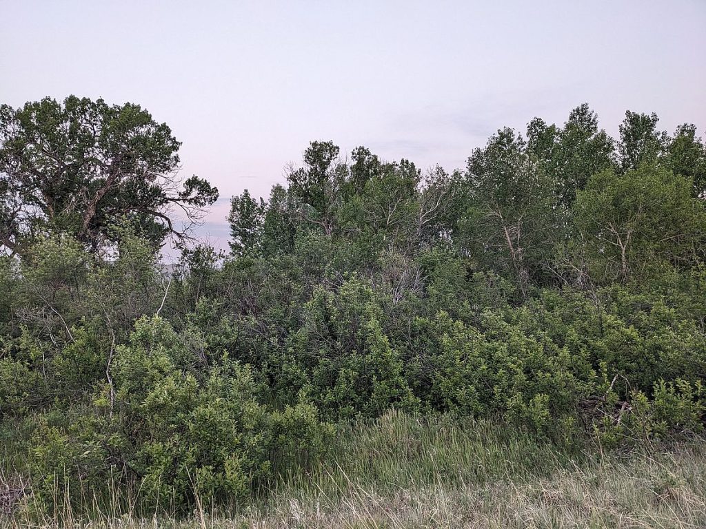 A place for black-billed cuckoos? Chokecherry thickets in the cottonwood forest.