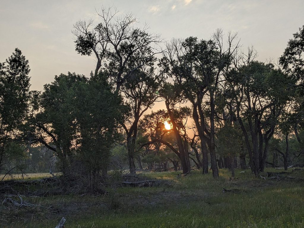 A patch of old cottonwoods within the forest.
