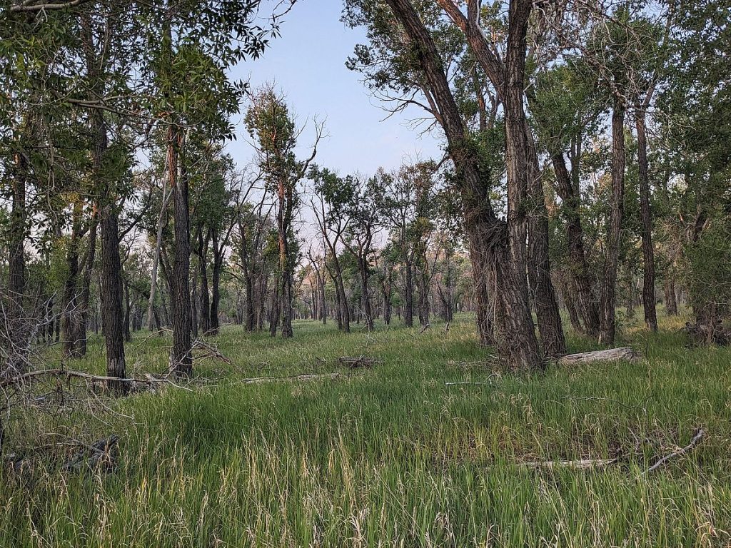 The cottonwood forest with an understory of smooth brome.
