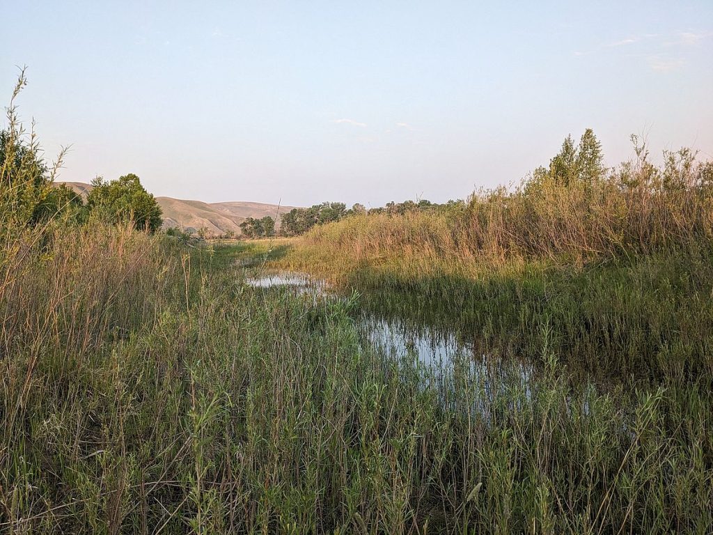 Willows and still water along a river slough.