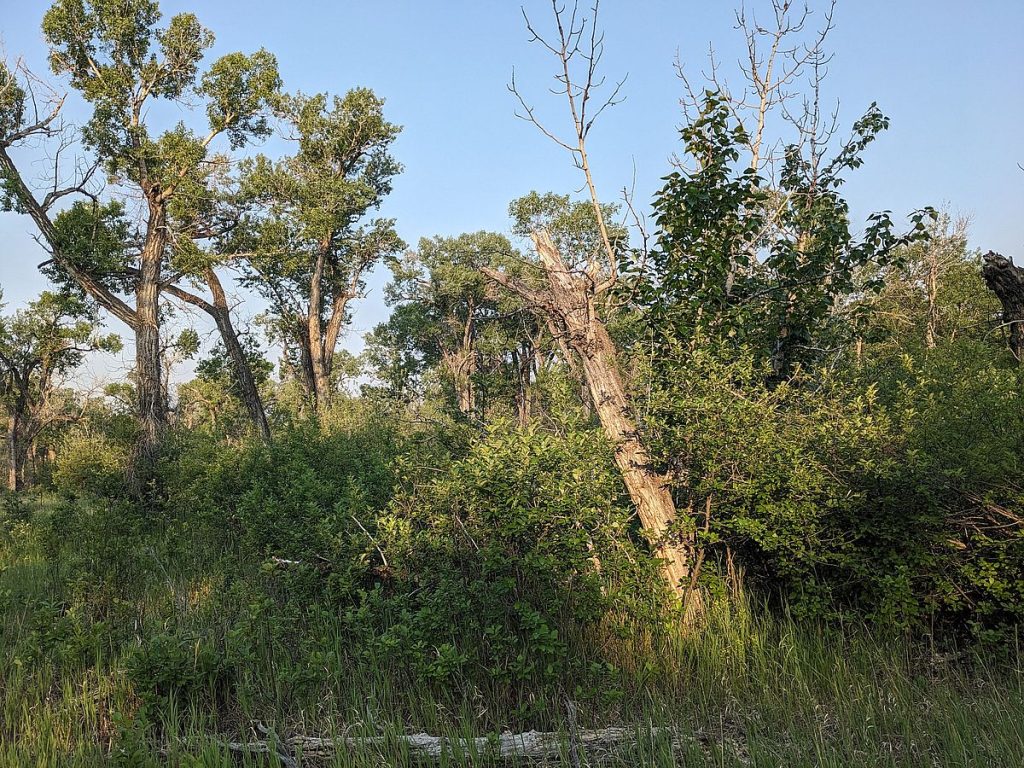A shrubby patch within the cottonwood forest.