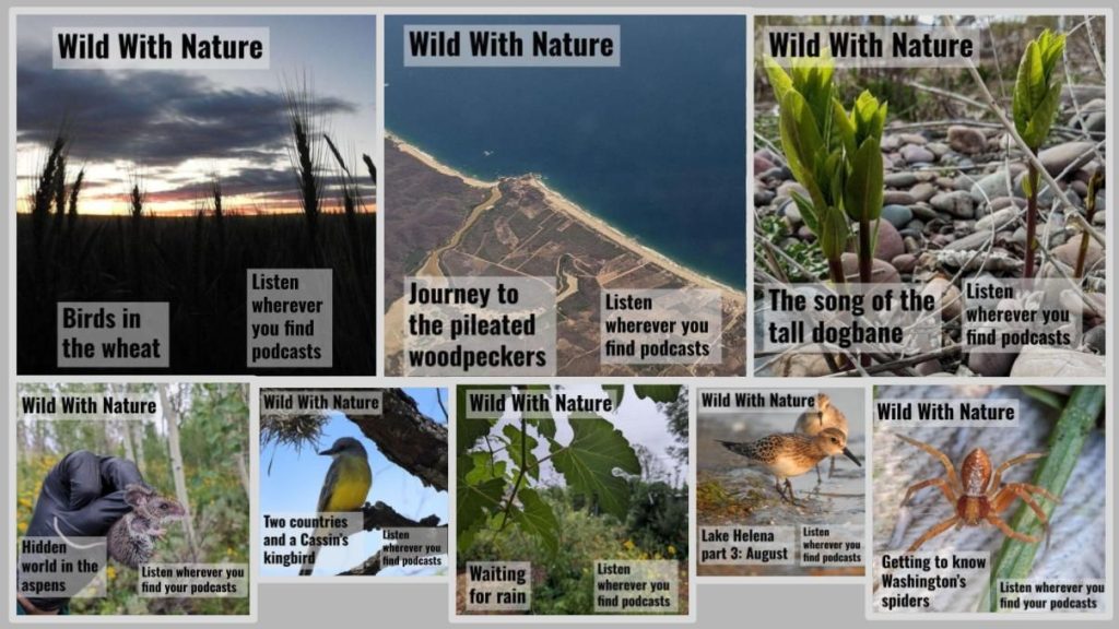 Wild With Nature: a narrated, immersive, bilingual nature podcast