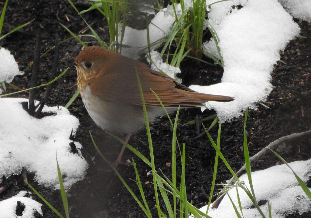 A veery in spring migration forages amid the aftermath of a May snowstorm. Severe weather during migration can force birds down near houses, and at times like these windows can be especially dangerous.
