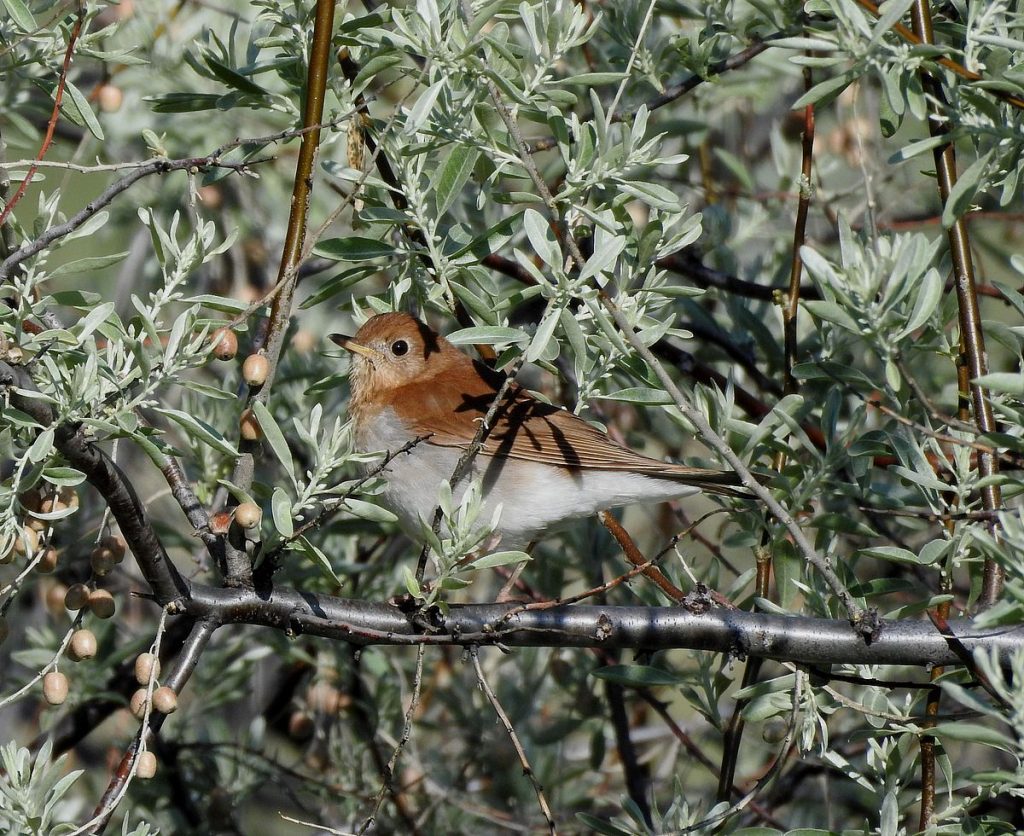 A veery perches in a Russian-olive in Bowdoin National Wildlife Refuge, northeastern Montana during spring migration.