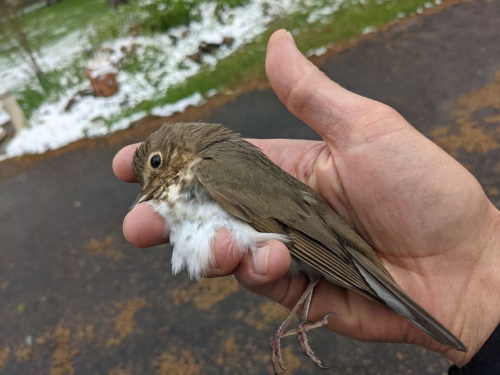 A migrating Swainson's thrush stopped near a house to forage after a May snowstorm only to collide head-on with a window. This one did not survive.