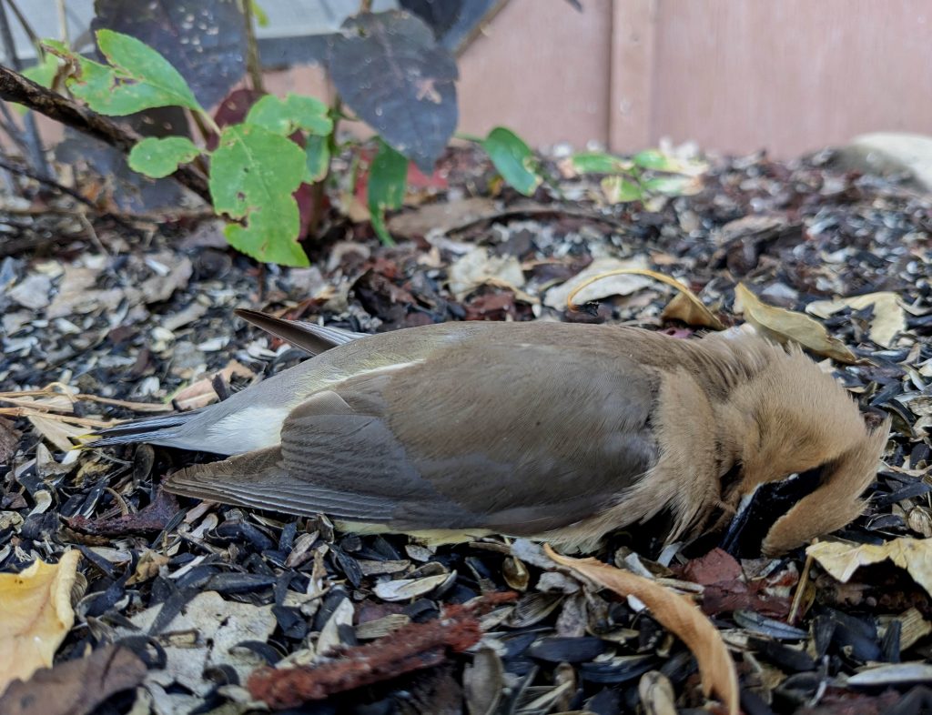 An adult cedar waxwing lies dead after colliding with a window.