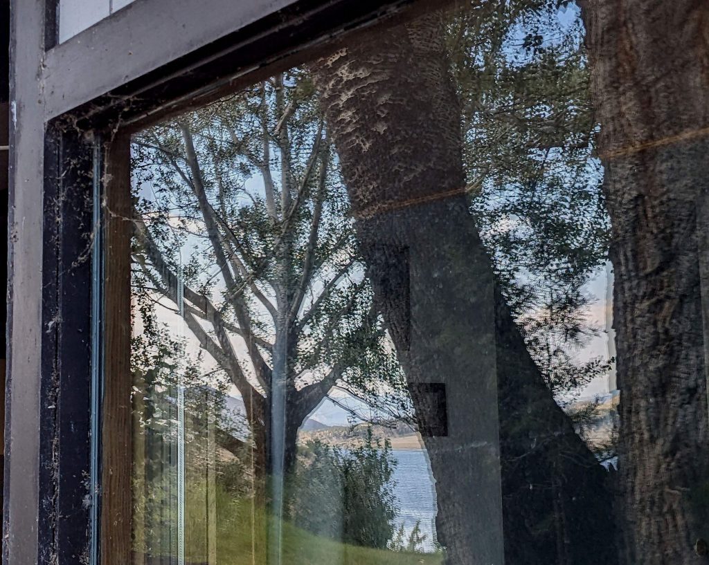 The reflection of trees in a window poses a deadly collision risk for birds.