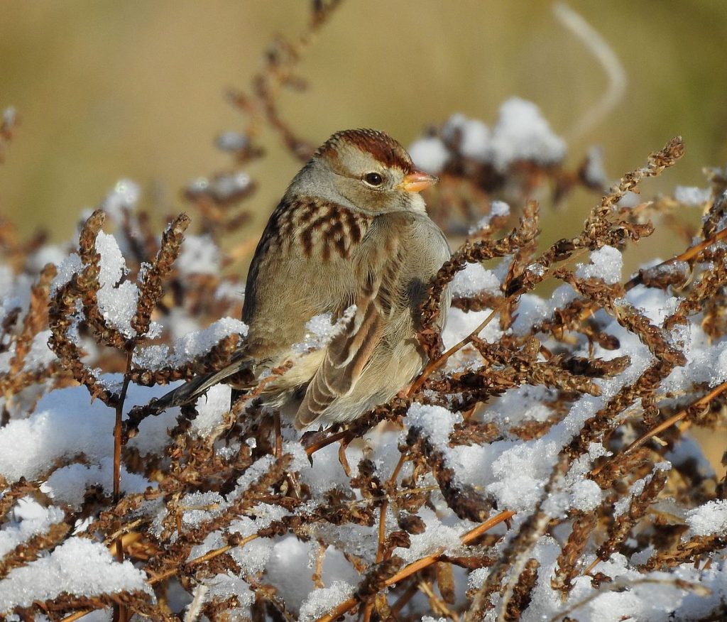 A young white-crowned sparrow feeds among a weedy October patch of kochia (Kochia scoparia).
