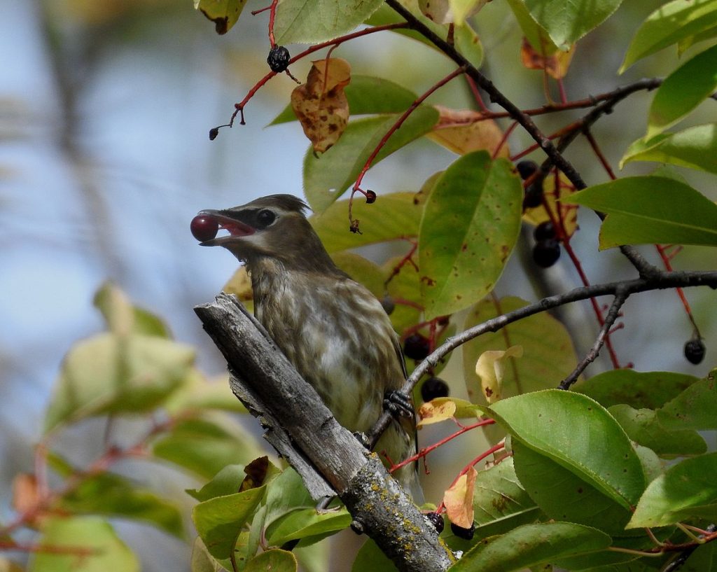 A juvenile cedar waxwing feeds on fall chokecherries.
