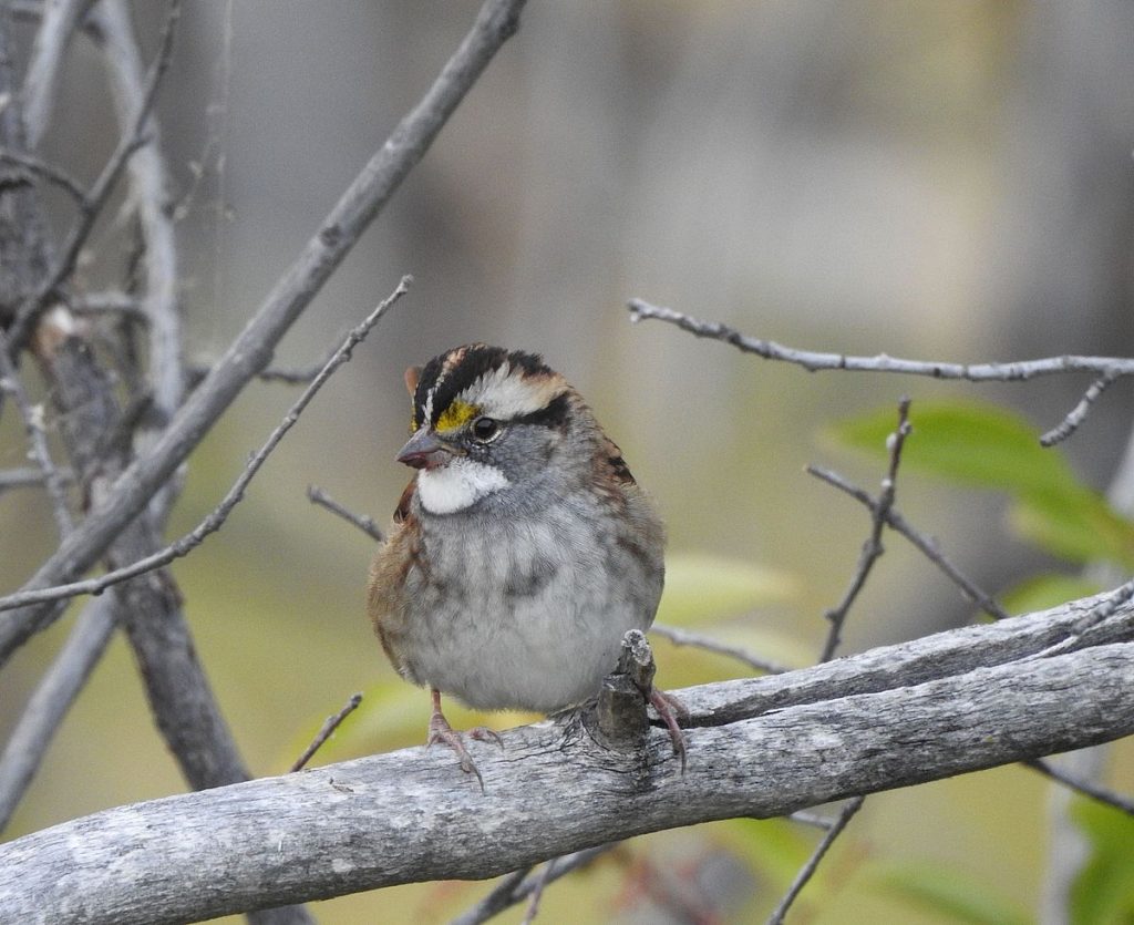 A white-throated sparrow at the edge of a chokecherry thicket.
