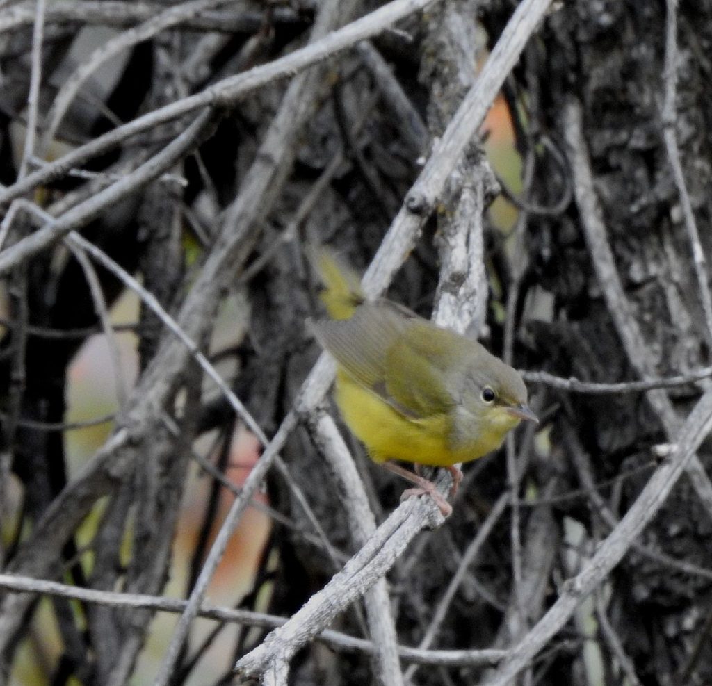Mourning warbler.