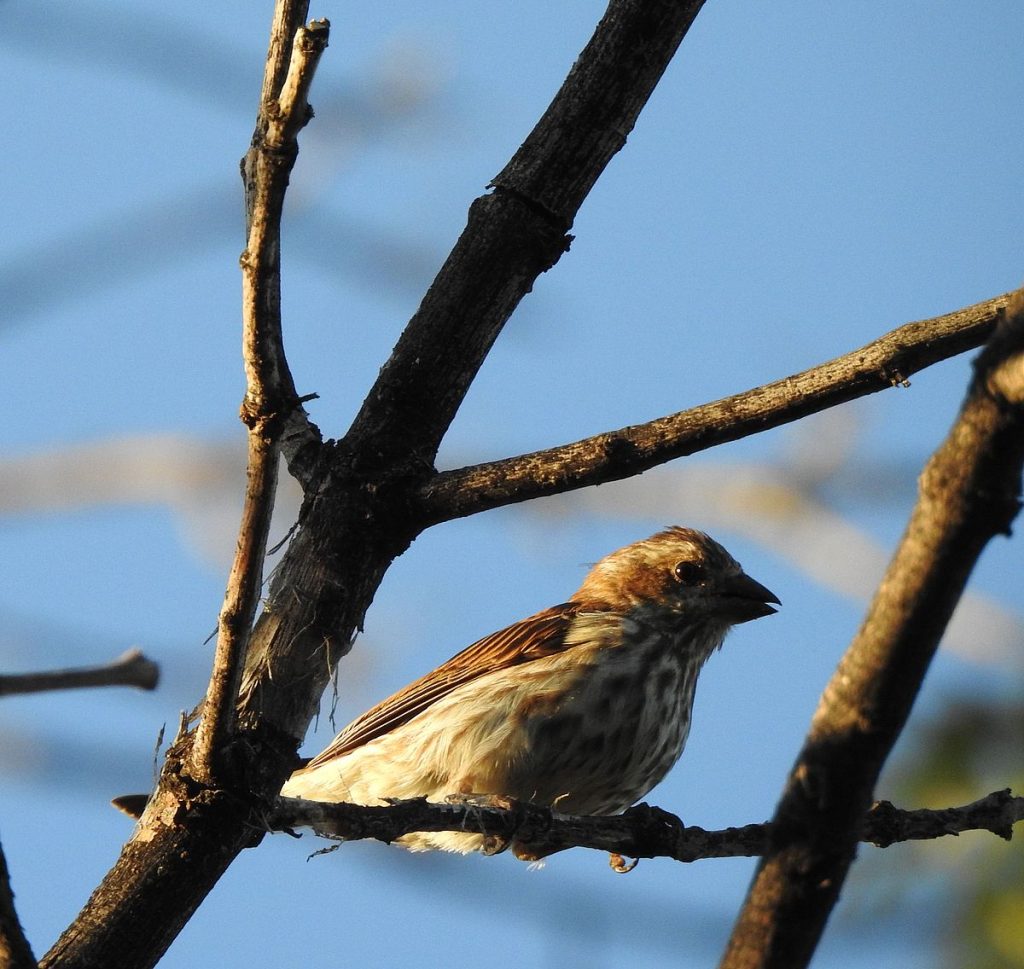 Purple finch (a female or juvenile).