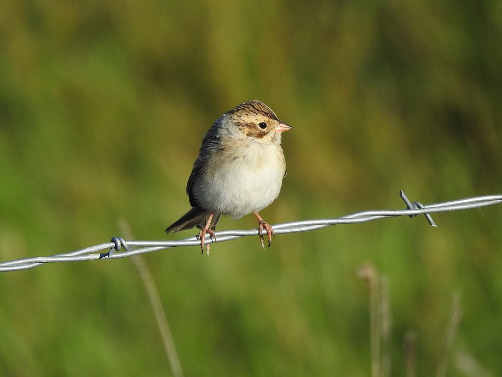 Clay-colored sparrow in fall migration.