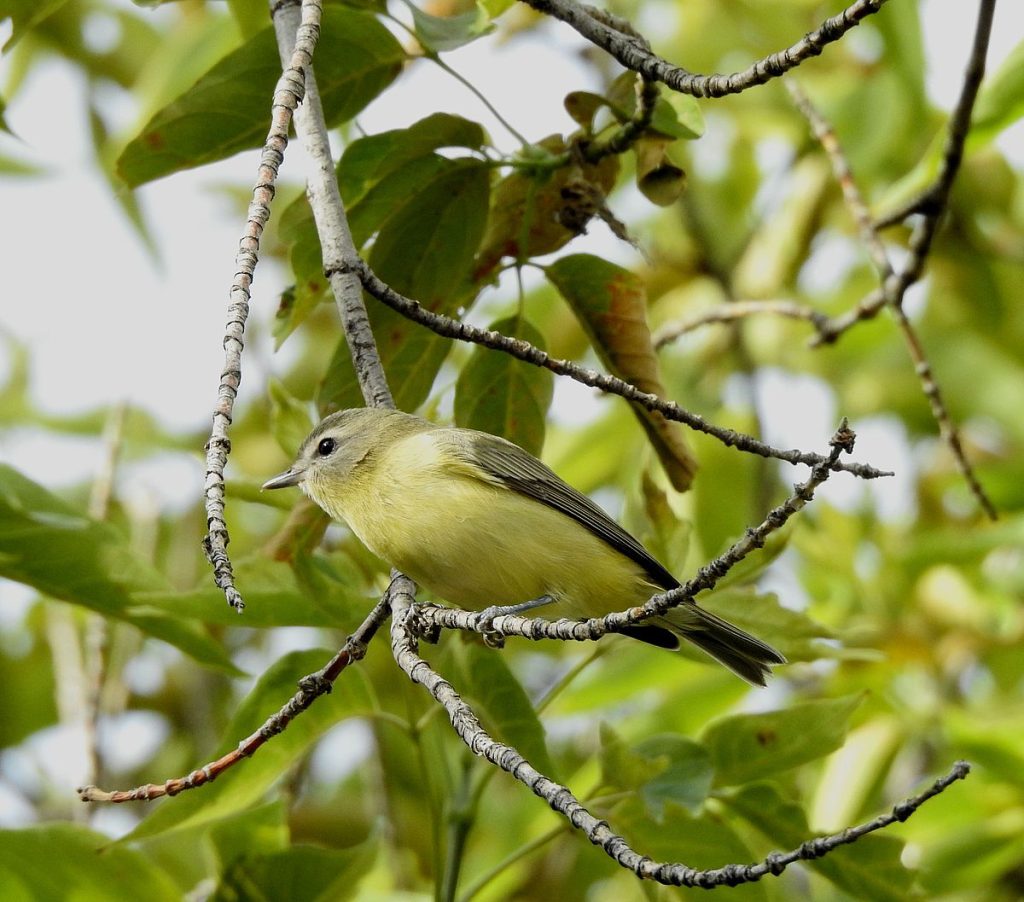 Philadelphia vireo.