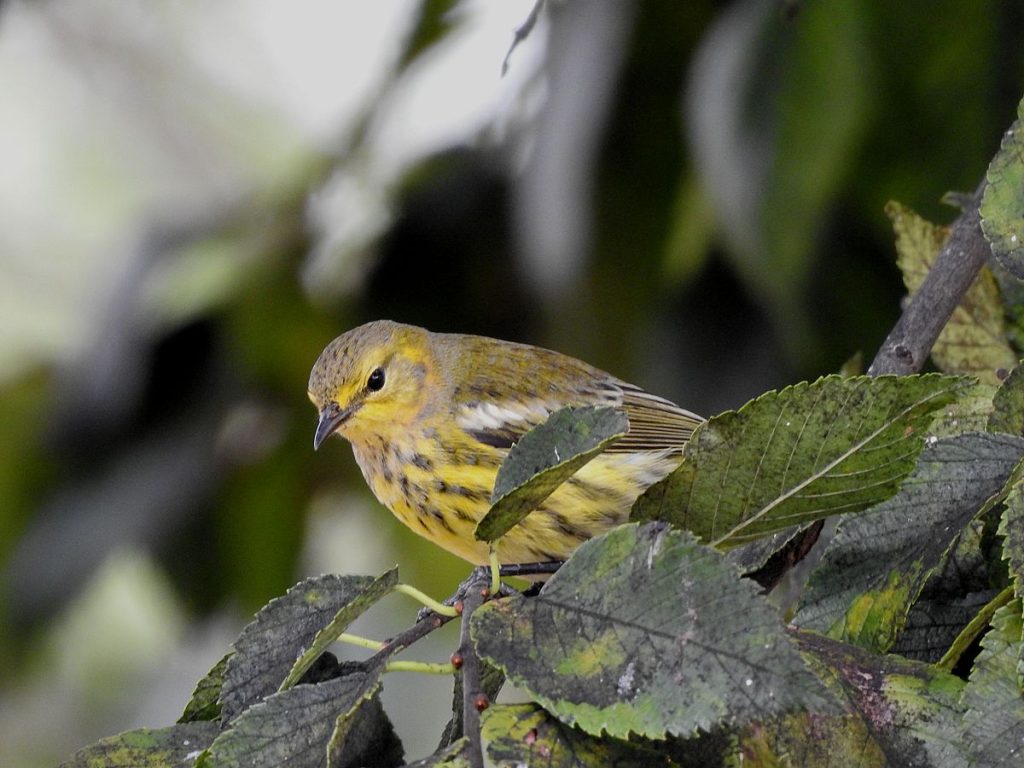 Cape May warbler.
