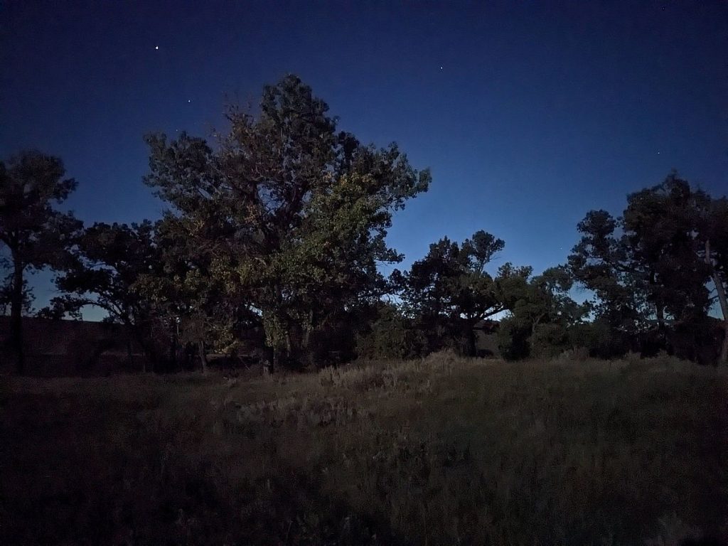 Eastern screech-owl habitat, pre-dawn.