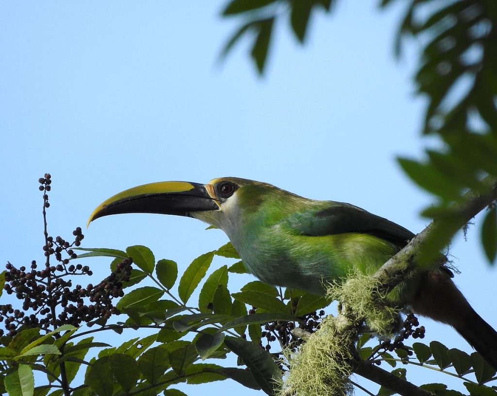 A northern emerald-toucanet feeds on small fruits (probably Zanthoxylum sp.) near Pluma Hidalgo.