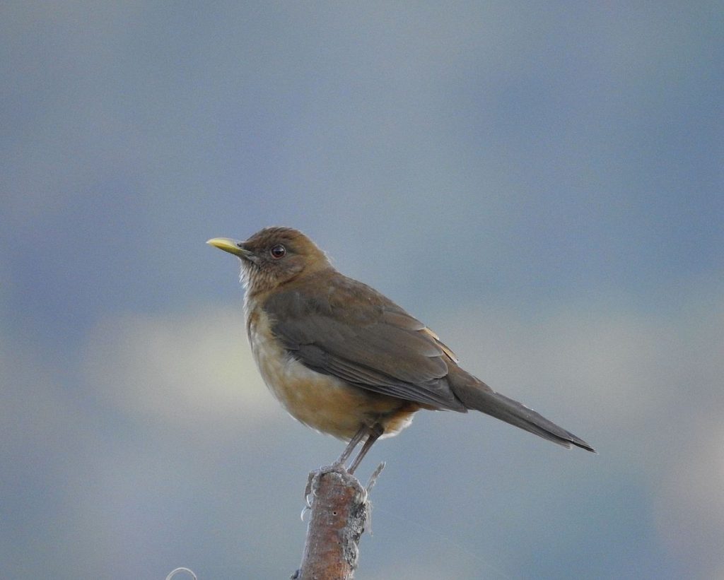 Clay-colored thrush.
