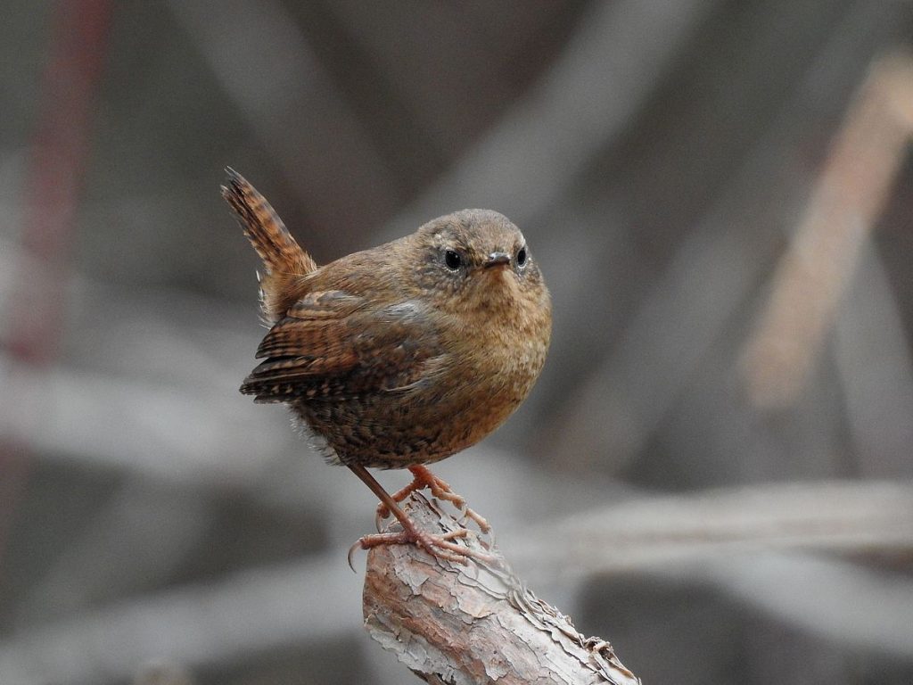Pacific wren.