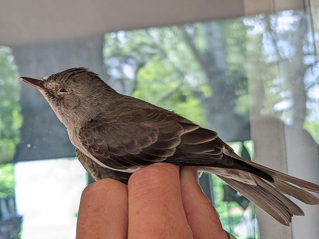 A western wood-pewee, dead after colliding with an unprotected window near Helena. Note the vegetation reflected by the window in the background.