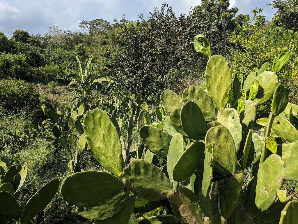 Biodiverse agriculture in the terreno of the abuelo Teo. Nopales, banana, and soursop.