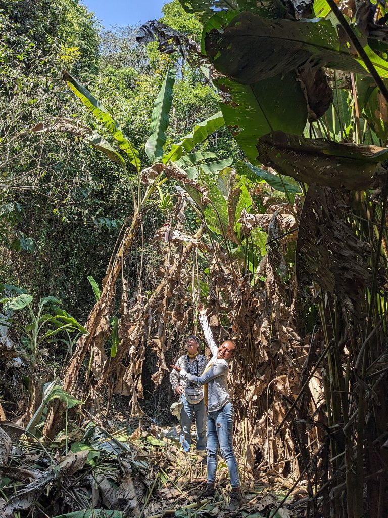My mom and Carito with the banana plant we found within the dense vegetation of the arenilla.