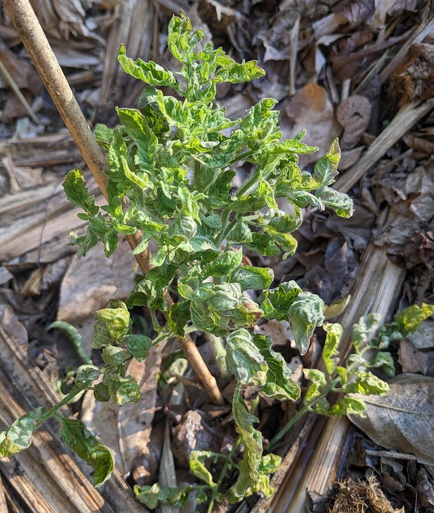 An unhappy tomato plant.