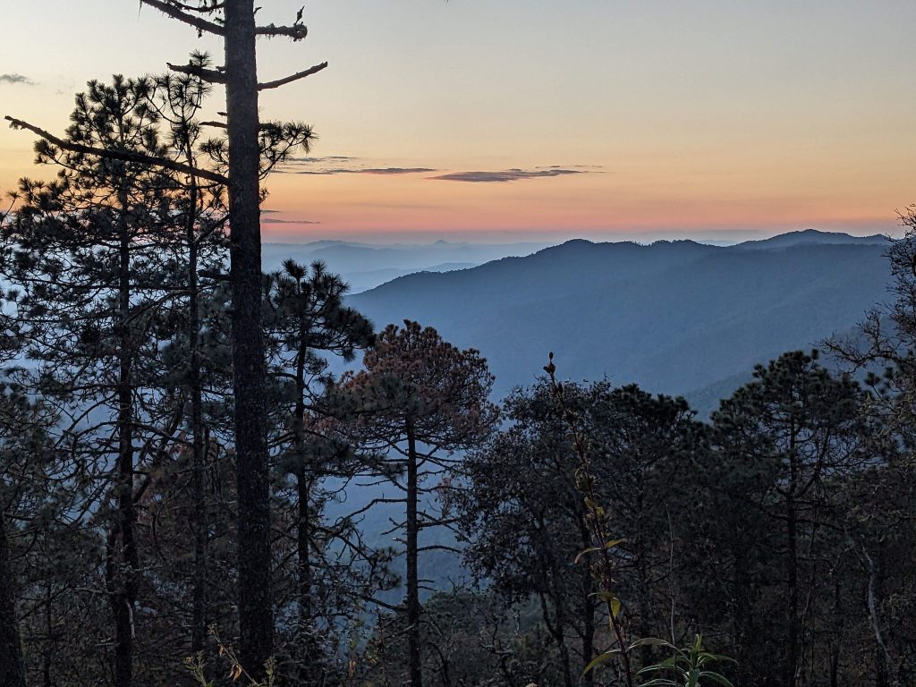 Sunset in the pine forests of the Sierra Norte of Oaxaca, Mexico.