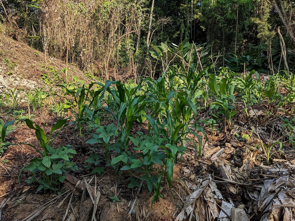 Young milpa in the moister part of the arenilla: corn, beans, and squash with papaya, okra, and banana.