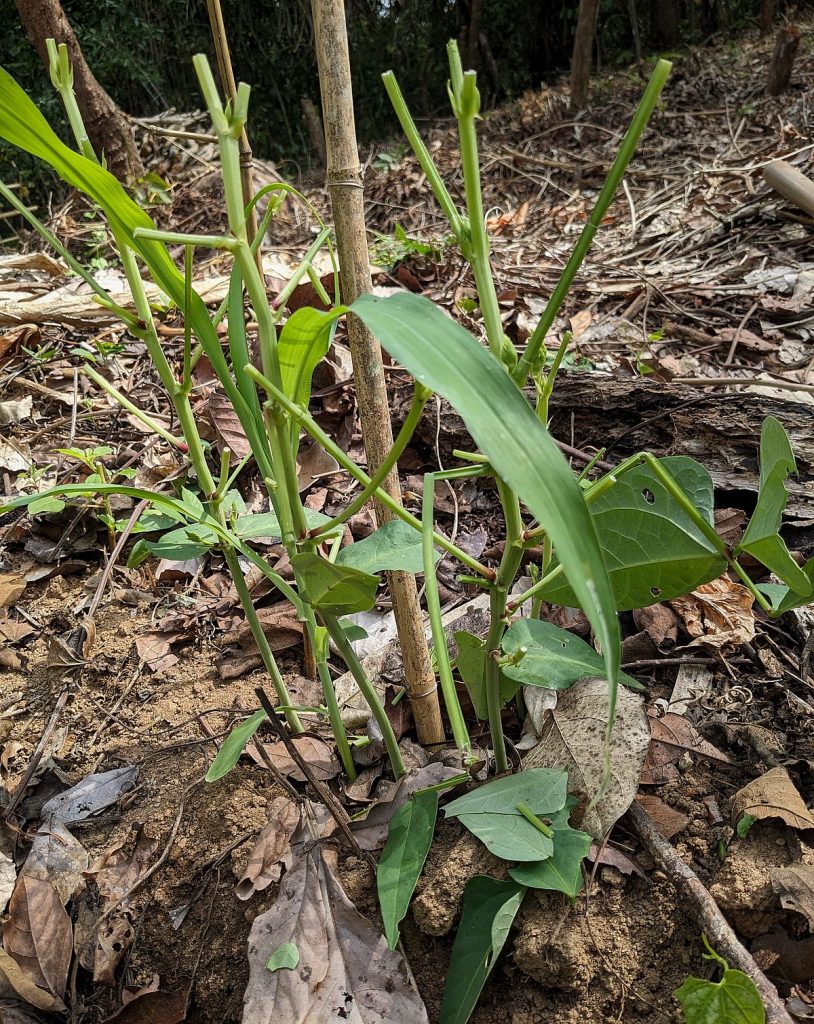 Defoliated bean plants.