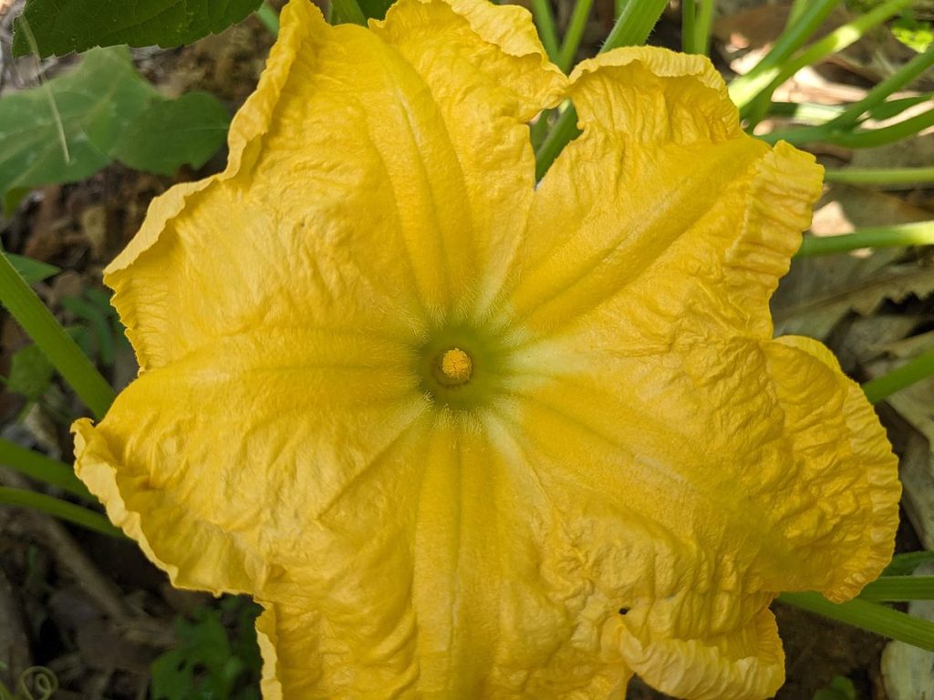A male squash flower.