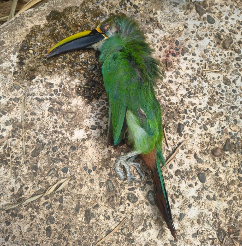 Dead northern emerald-toucanet. Photo by Carito Cordero.