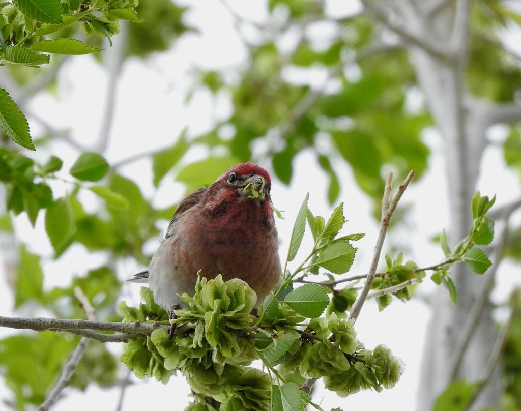 A Cassin's finch feeds on immature Siberian elm samaras.