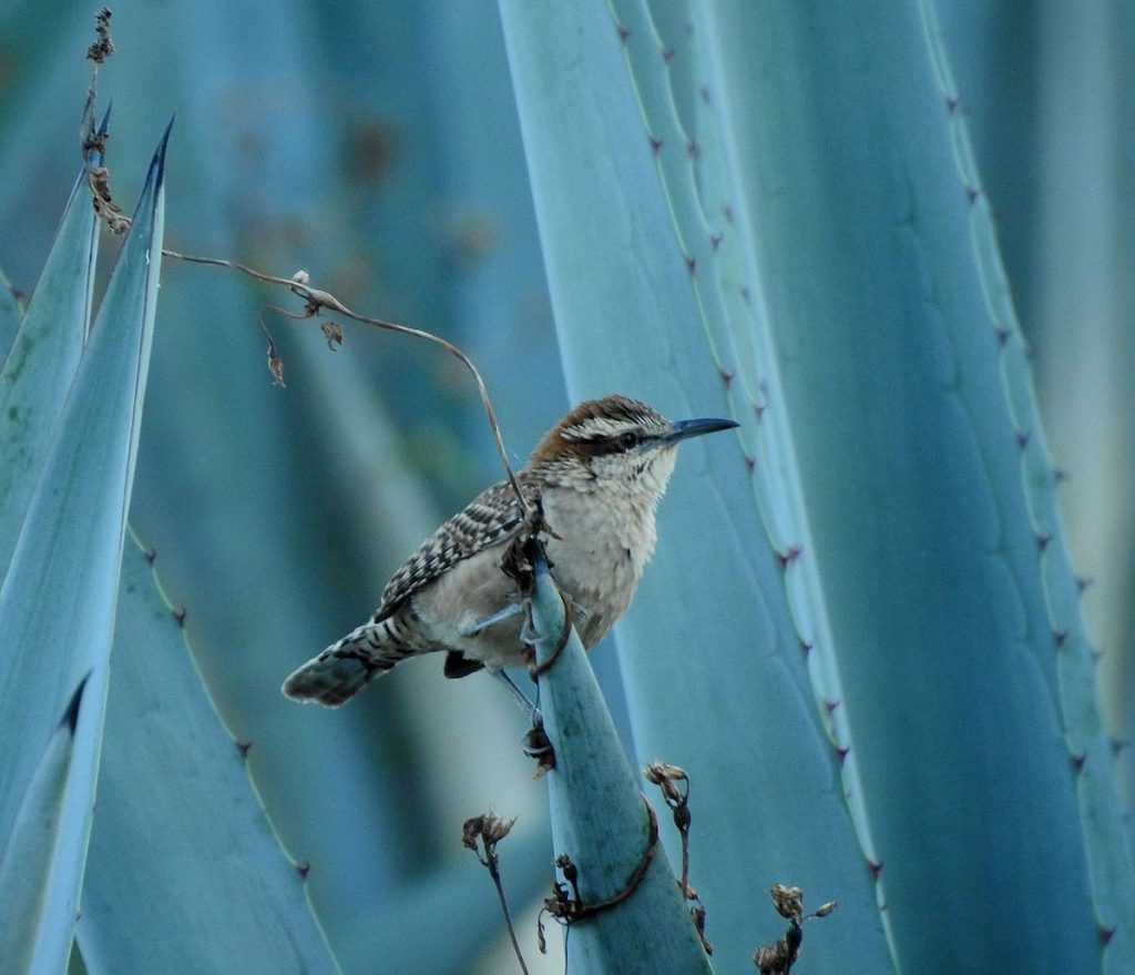 Russet-naped wren.