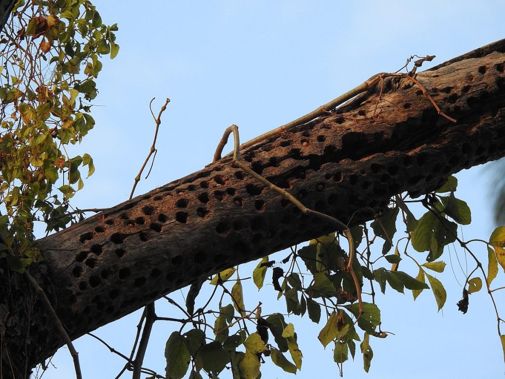 An acorn woodpecker (Melanerpes formicivorus) granary in the Sierra Sur of Oaxaca.