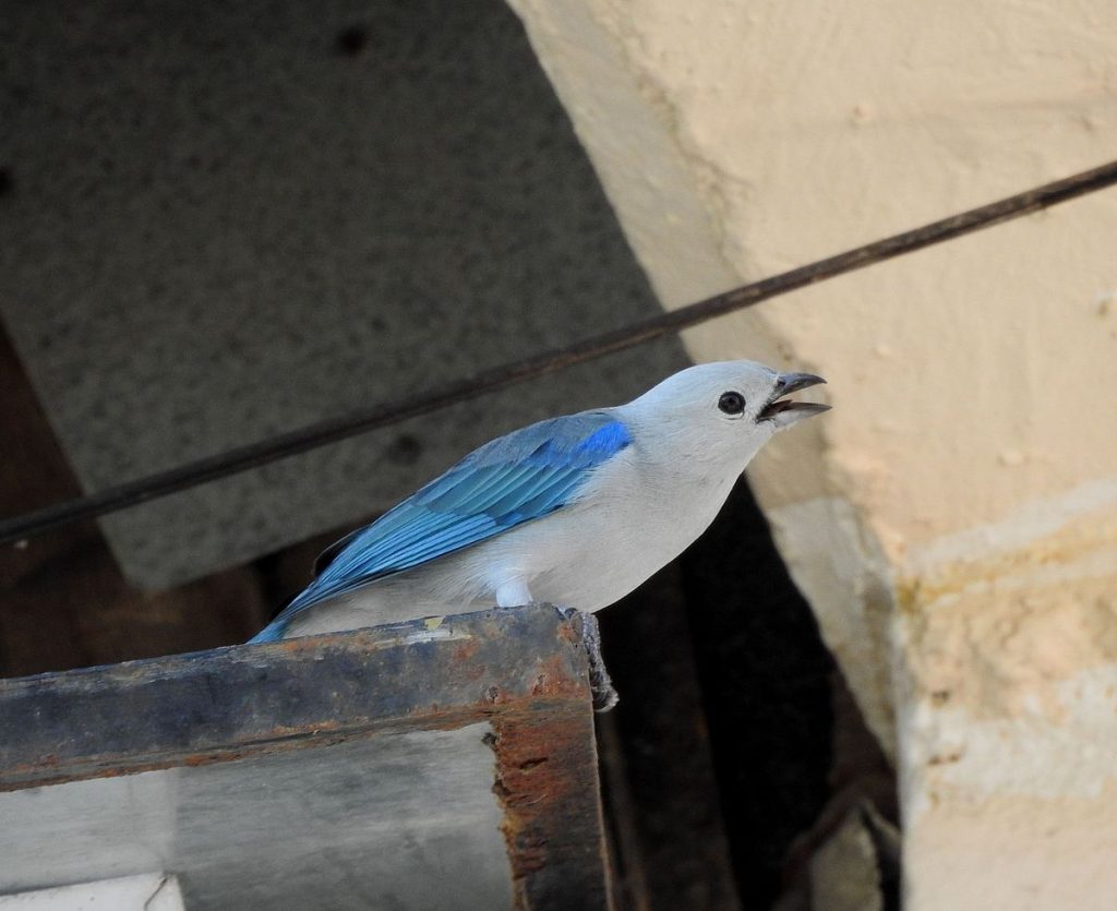 Blue-gray tanager.