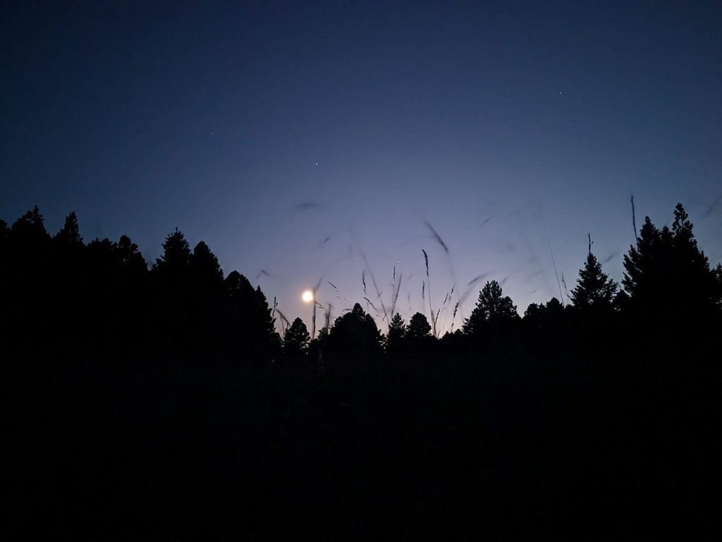 Night silhouettes in the pine forest of Montana.