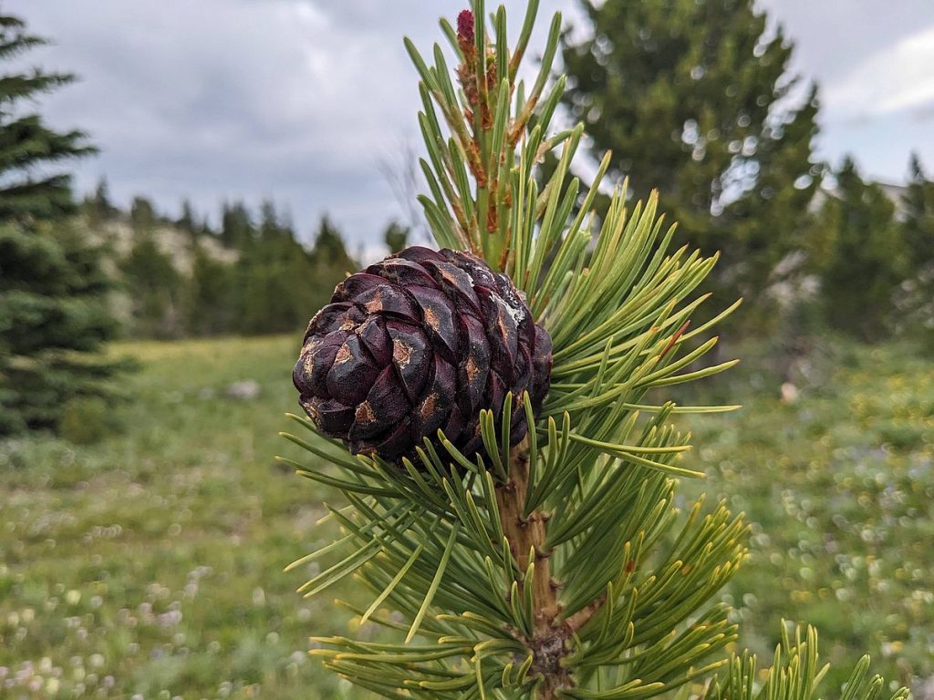 A small whitebark pine in the mountains of Montana.