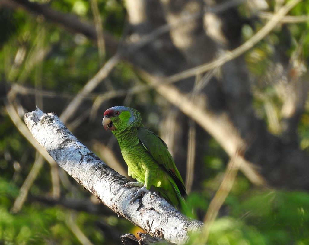 A lilac-crowned amazon perches near the Río Copalita.