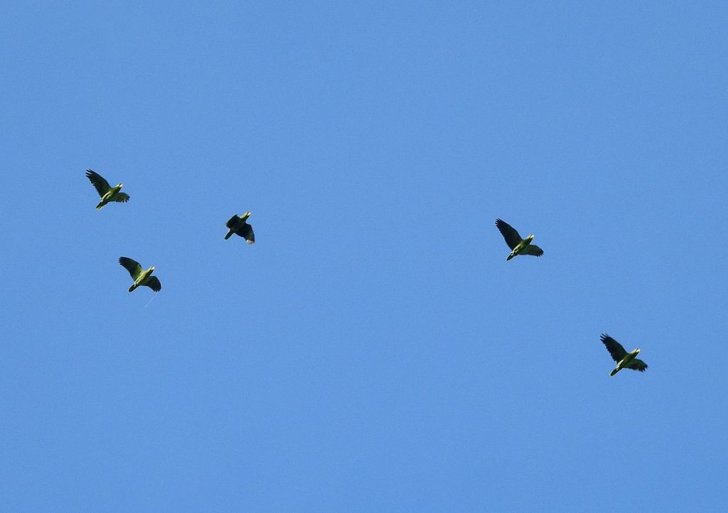 Lilac-crowned amazons flying over.