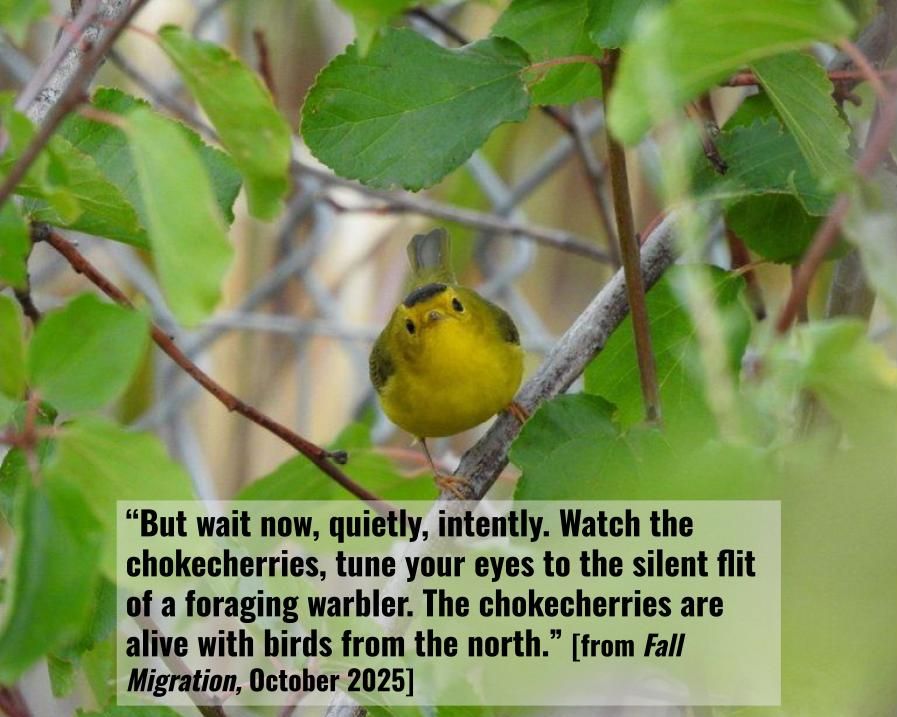 fall migration