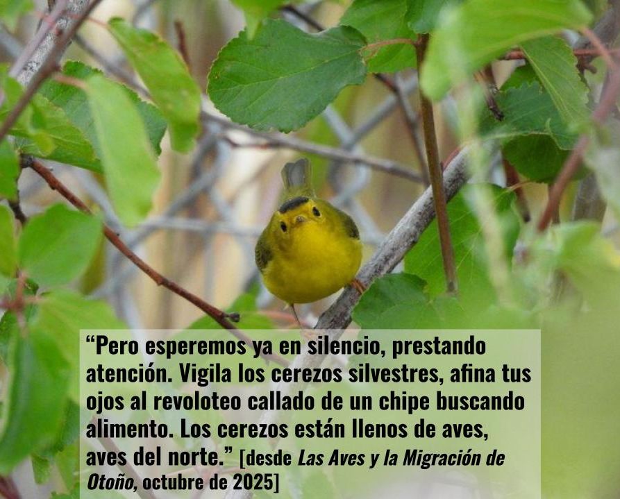 podcast de la migración otoñal de las aves
