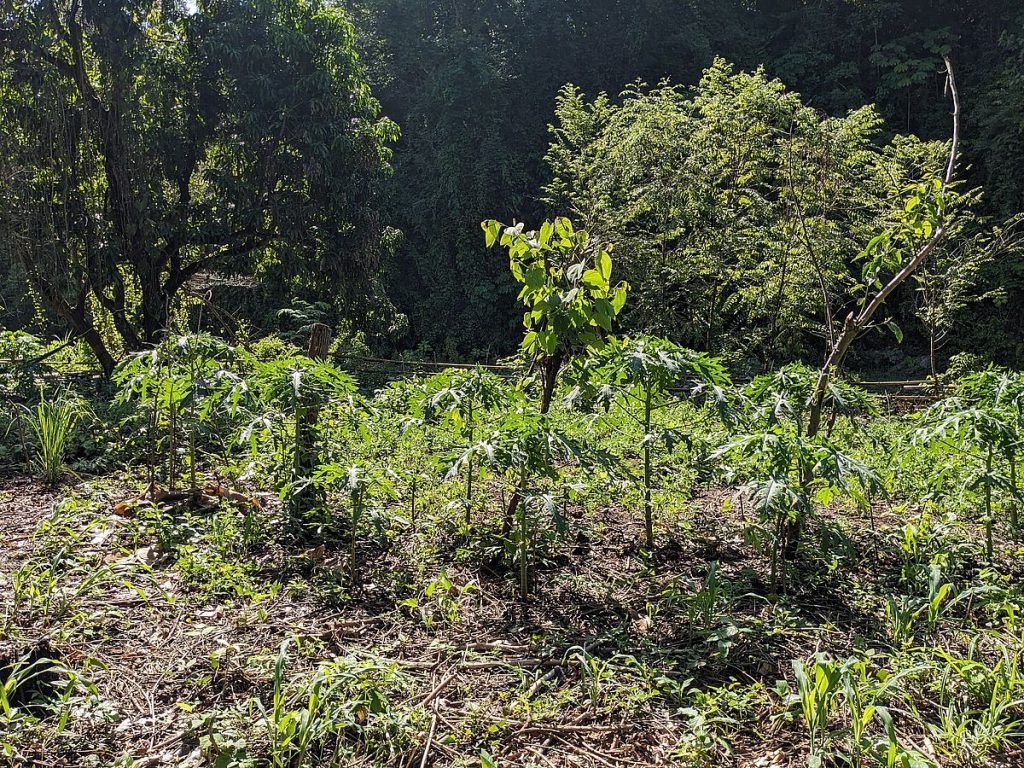 The papayas, with a patch of peanuts beyond them.