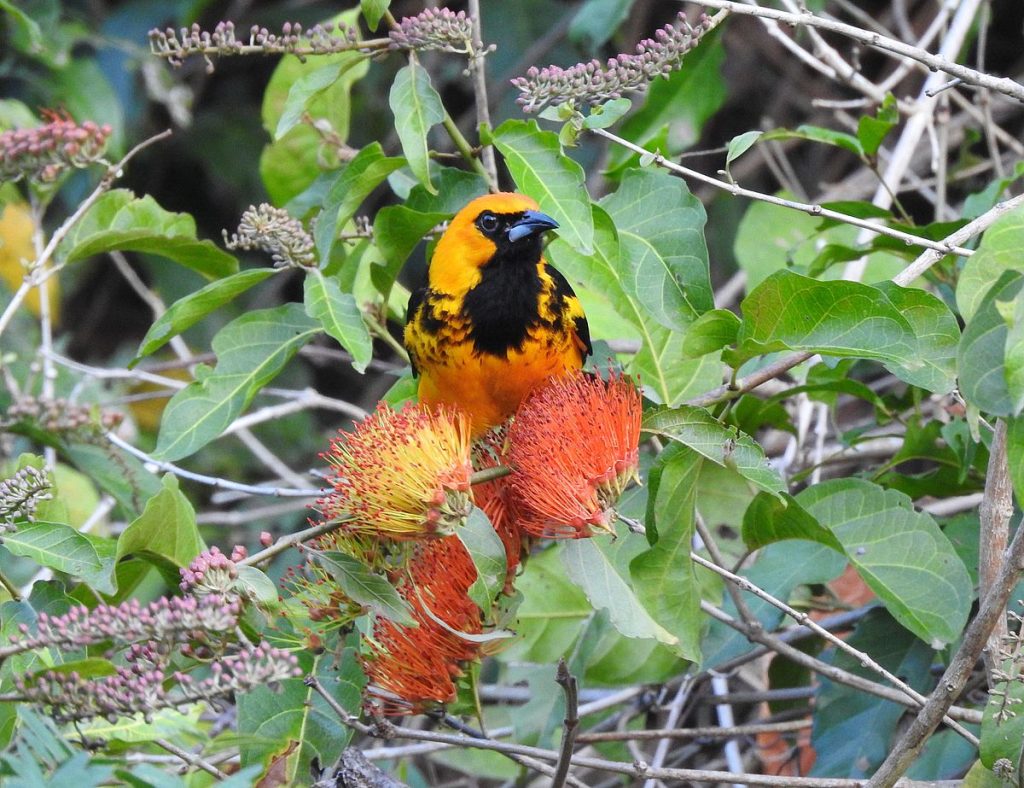 A spot-breasted oriole feeds on nectar from the viny shrub Combretum farinosum, February 2024.