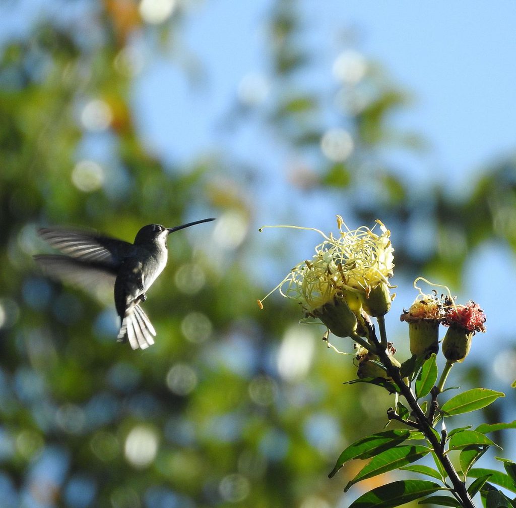 A long-billed starthroat (Heliomaster longirostris) feeds at the flowers of a coquito tree, November 2024.