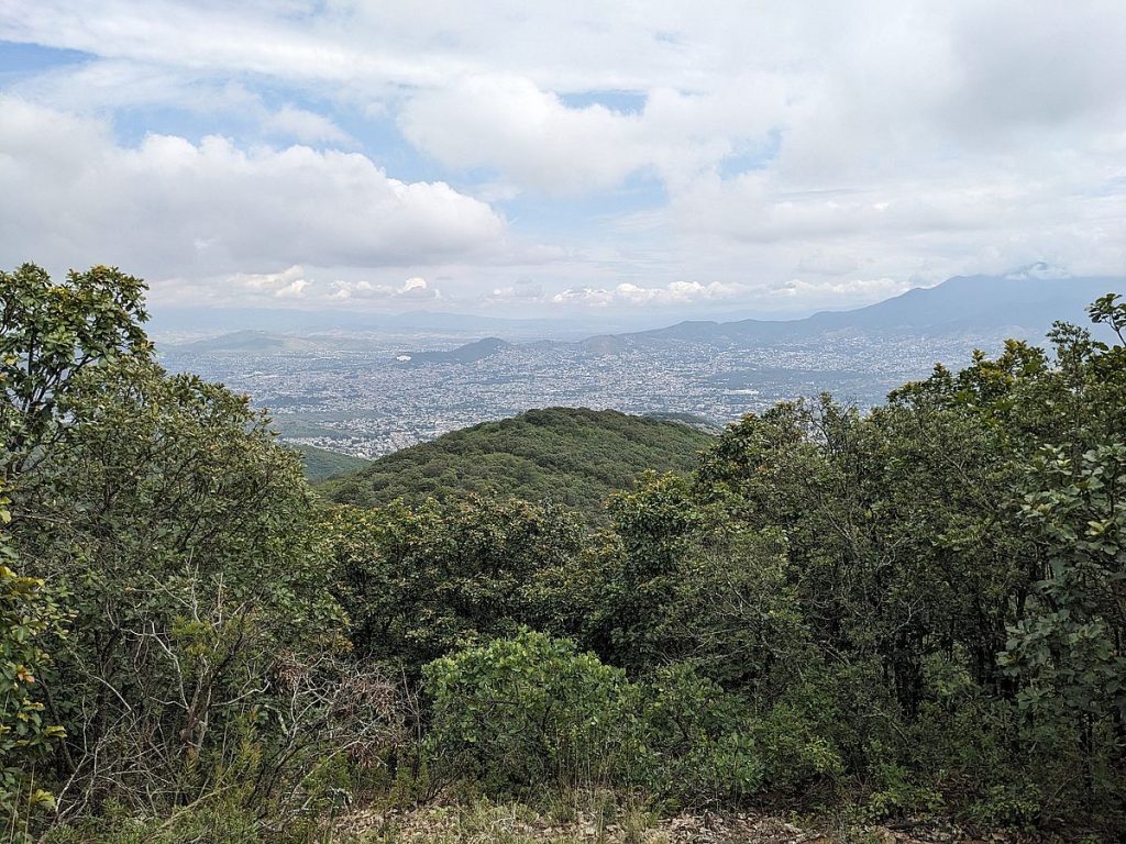 The morning grows hot in the dwarf oak forest above Oaxaca de Juárez.
