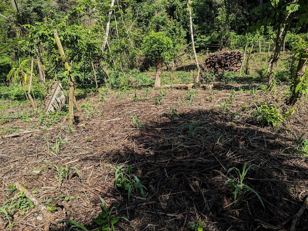 Hills of corn shooting up through a mulch of leaves and woody debris.