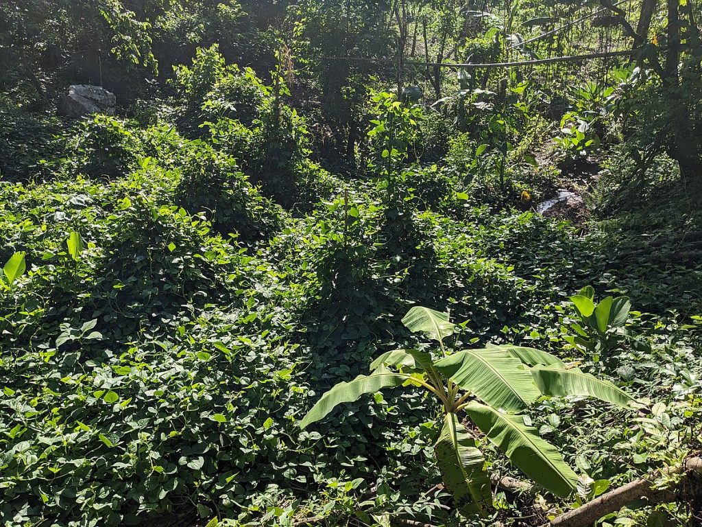 A banana and the green monster of the bean vines.
