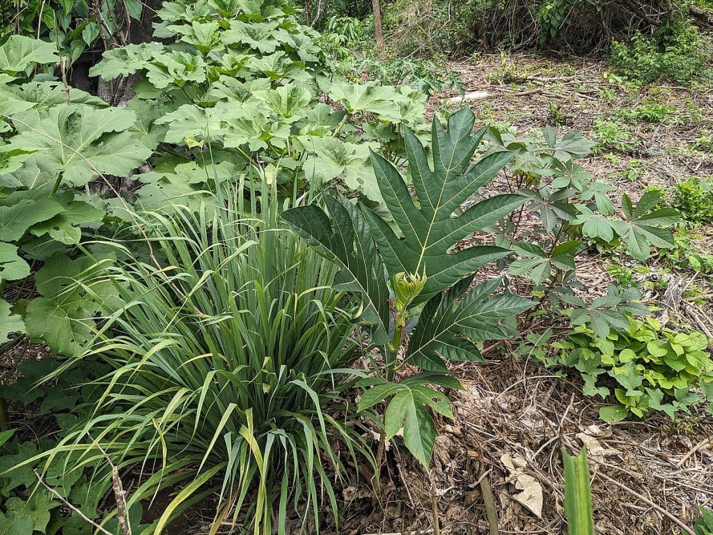 A young breadfruit tree next to a clump of lemongrass, with okra and yuca growing in the background.
